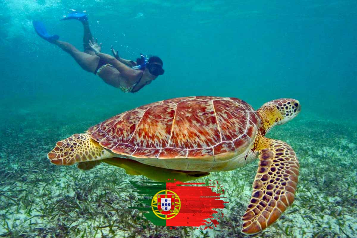 Snorkel em Akumal – Lagoa Virgem, Tartarugas, 4 Cenotes + Buffet de Tacos com guia Português