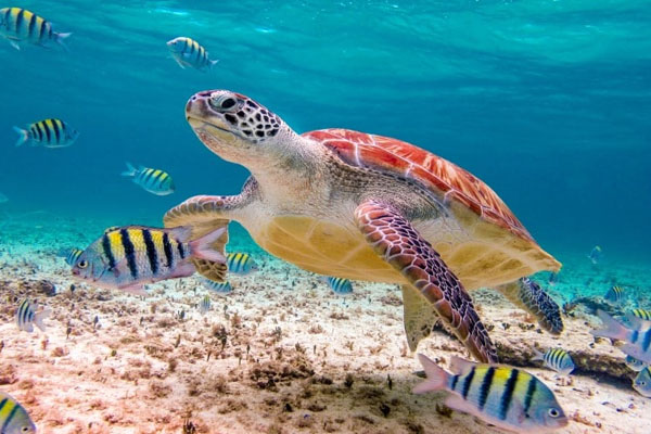 Snorkel em Akumal – Lagoa Virgem, Tartarugas, 4 Cenotes + Buffet de Tacos com guia Português - Image 4