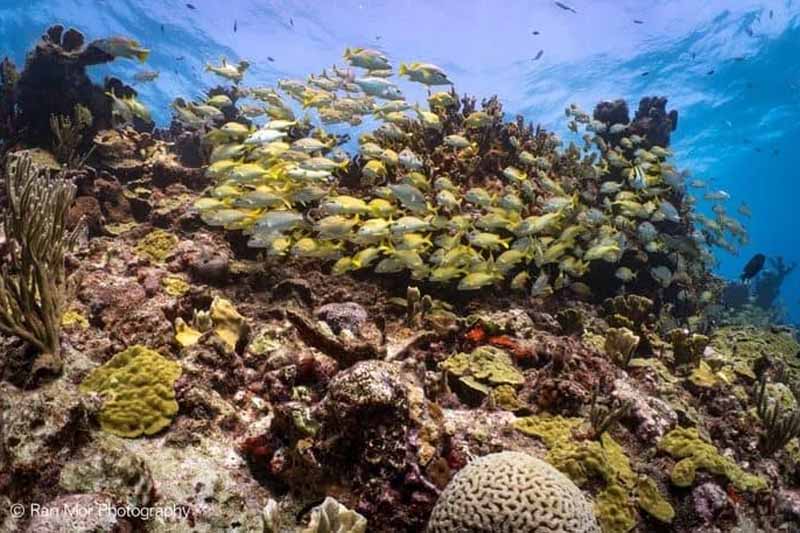 Cozumel em Catamaran – Snorkeling nos Recifes & El Cielo - Image 3