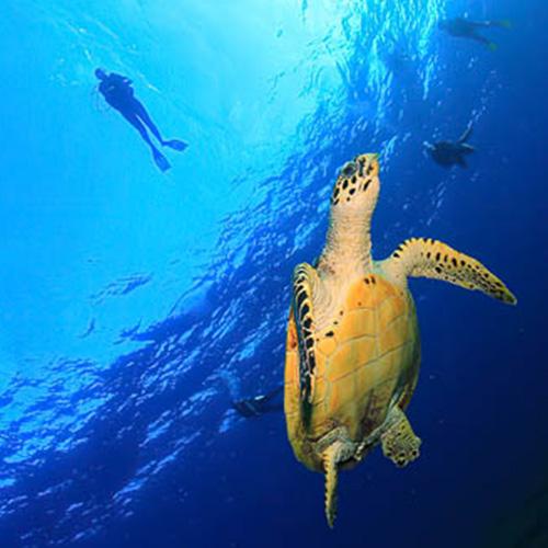 Mergulho em Cozumel – 2 Mergulhos