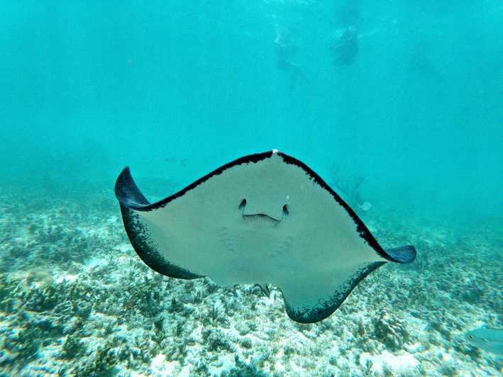 Snorkel em Akumal - Tartarugas - Image 3