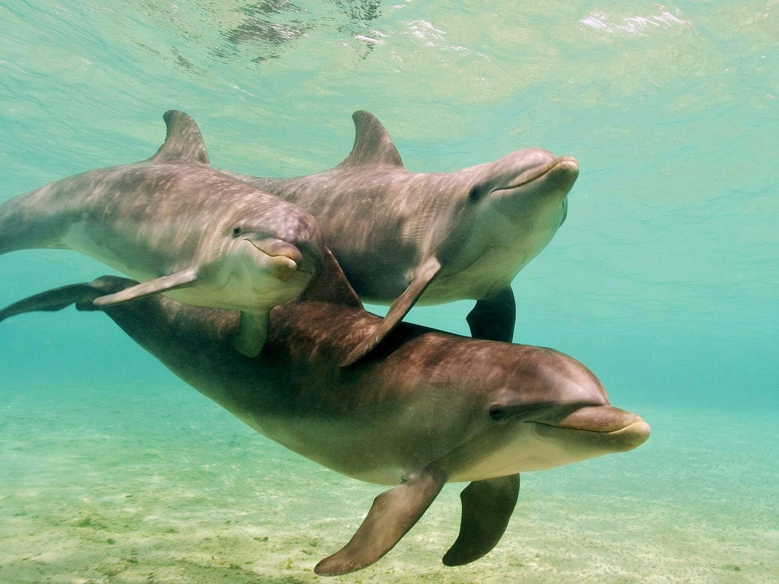 Sian Ka’an – Biosfera protegida com avistamento de fauna marinha - Image 3