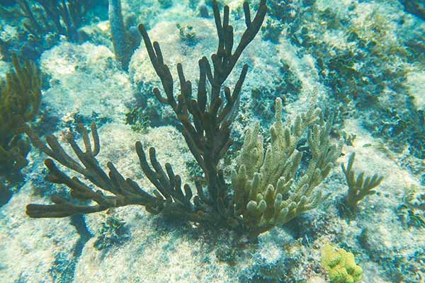 Sian Ka’an – Biosfera protegida com avistamento de fauna marinha - Image 4