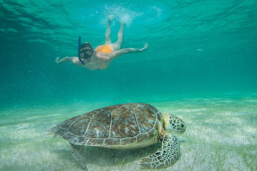 Snorkel em Akumal - Tartarugas